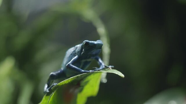 Cinematic close up of blue poison dart frog sitting on green leaf in tropical rainforest habitat.