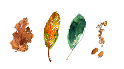 秋の落ち葉とどんぐりの手描き水彩イラストセット Hand-drawn watercolor illustration set of autumn leaves and acorns © lily