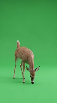 Brown Deer Standing on Green Background.