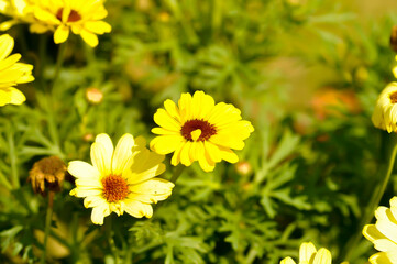 daisy or African Daisy, Argyranthemum Grandaisy or  Asteraceae or Bellis perennis or Cape Daisy or Dahlberg Daisy or Gold Carpet or Golden Fleece or Osteospermum or  Sunkissed Daisies or Thymophylia © jobrestful