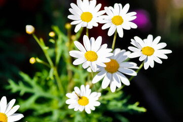 daisy or African Daisy, Argyranthemum Grandaisy or  Asteraceae or Bellis perennis or Cape Daisy or Dahlberg Daisy or Gold Carpet or Golden Fleece or Osteospermum or  Sunkissed Daisies or Thymophylia © jobrestful
