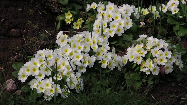 Creamy white primula in full flower in early spring