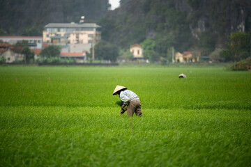 Obraz premium Local Vietnamese person farm worker in conical hat working at fields in countryside. Farmer standing in middle of lush green rice plantation, growing rice, taking care of sprouts and thins out grass.