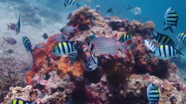 A vibrant underwater scene where a Bluestreak Cleaner Wrasse is performing its cleaning duties on a larger Lattice Soldierfish demonstrating a unique relationship on a tropical coral reef