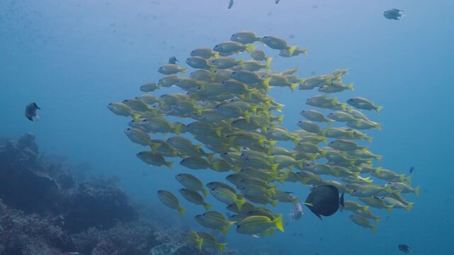 Underwater shot of a large school of blue-striped snappers swimming close to a coral reef in tropical waters