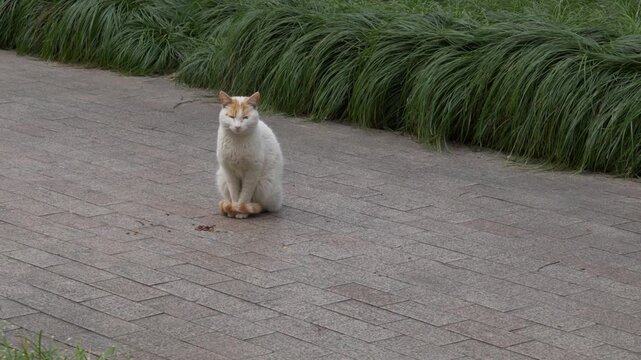 Stray Cat stands in the middle of a walking path 2