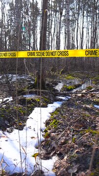 Yellow police tape reading crime scene do not cross cordoning off an area in a spring forest with melting snow, fallen leaves, and moss covering the ground near a small stream