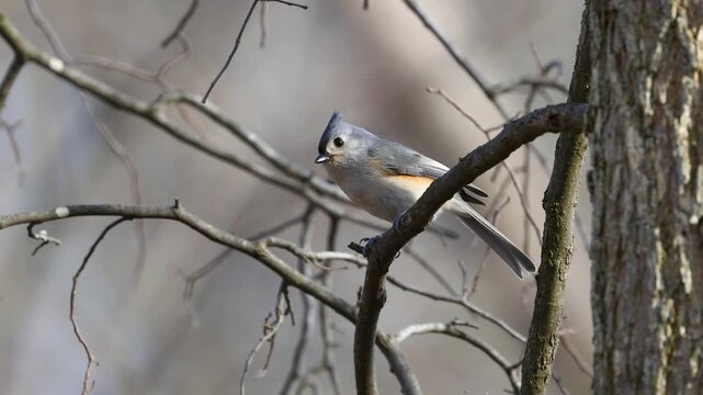 Tufted titmouse bird perching on a bare tree branch