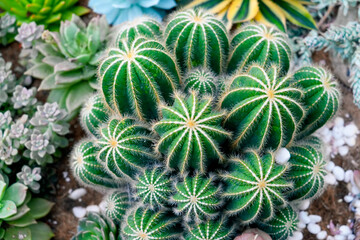 Obraz premium Round cacti large group family in the desert.