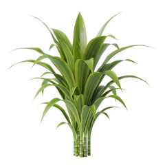 Obraz premium A bunch of green leaves on a plant isolated on white background