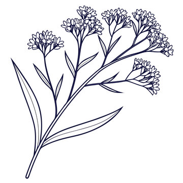statice limonium vector line art on white