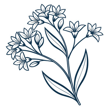 statice limonium line art flower