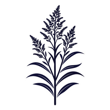 silhouette of solidago gigantea