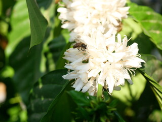Eastern or Asiatic or Asian honey bee fliing to seeking nectar on Robusta coffee blossom on tree plant with green leaf with black color in background. Petals and white stamens of blooming flowers © anant_kaset