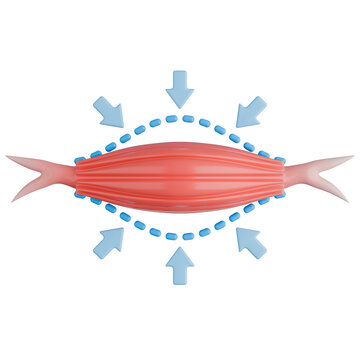 Muscle Loss Due to Sarcopenia. 3D Render Icon.