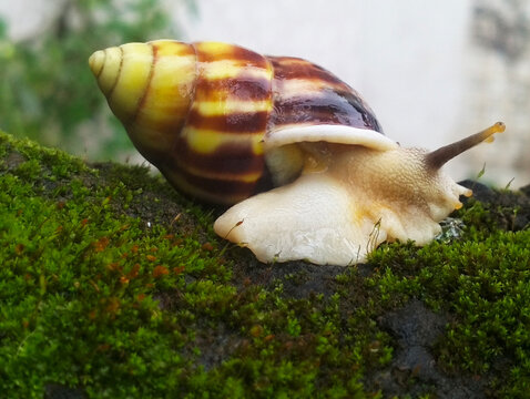 An albino snail moves across green moss.
