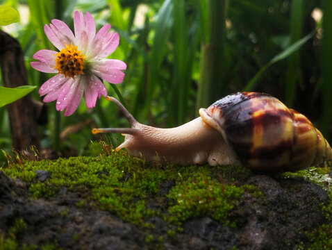 An albino snail moves across green moss.
