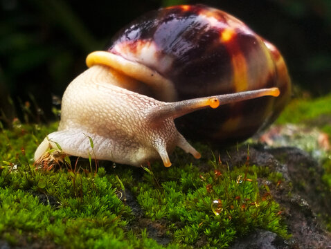 An albino snail moves across green moss.
