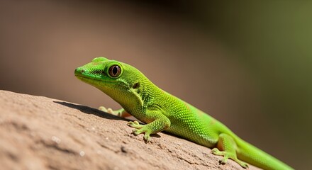 Fototapeta premium Green lizard on a rock outdoors.