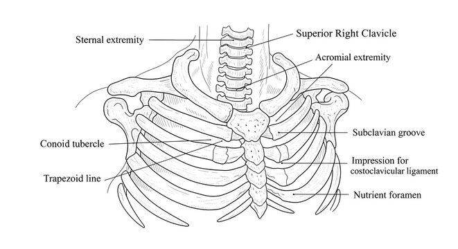 Comprehensive line drawing of the human thoracic cage with right clavicle, ribs, sternum, costal cartilages and key surface markings including subclavian groove, conoid tubercle and nutrient foramen

