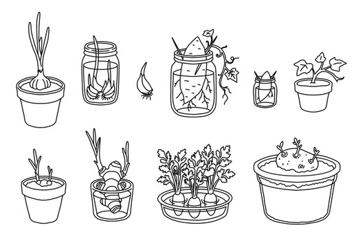 Hand drawn sketch kitchen scrap gardening doodle featuring regrowing vegetable line art illustration