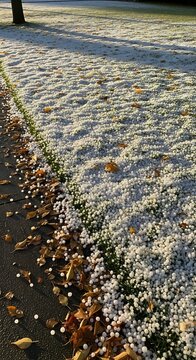 Golden morning sunlight illuminates a lawn covered in hailstones and fallen autumn leaves.