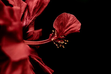 hibiscus © Jean