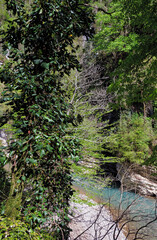 Obraz premium The view from above of the Khosta River canyon in Yew-Boxwood Grove.