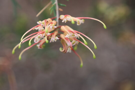 Grevillea semperflorens is also known as spider flower