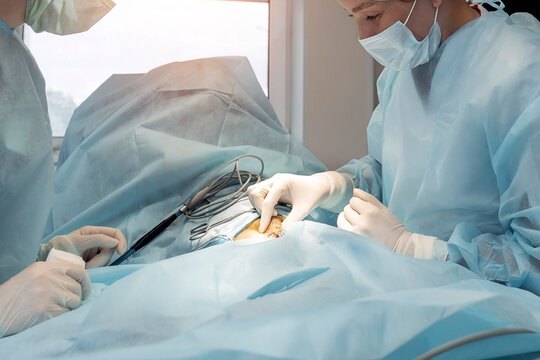 Woman veterinary surgeon, wearing scrubs and gloves, is focused on operating on a cat. The procedure involves tumor removal and is being performed in a sterile operating room