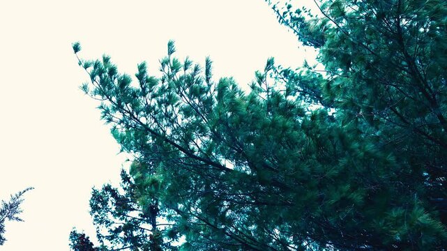 tree in the wind