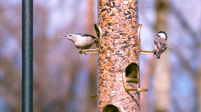 White breasted nuthatch and black capped chickadee birds taking seeds from garden feeder in slow motion