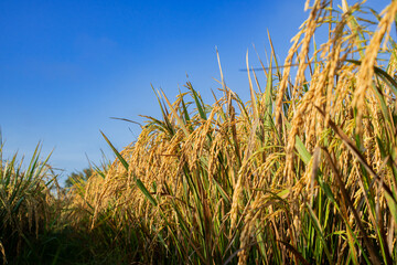 Obraz premium Golden rice field under blue sky, ripe paddy ears ready for harvest in organic farm. Beautiful rural landscape for agriculture industry and food background