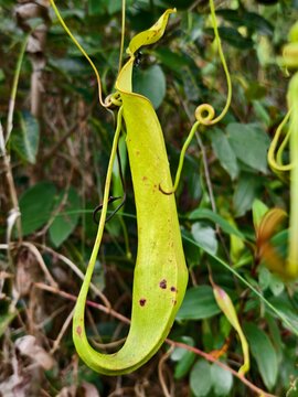 Semar pouch plants (Nepenthes) in the mountains of South Kalimantan