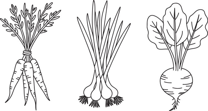 Root vegetables set carrot onion beet hand drawn botanical sketch collection