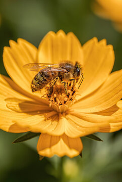 Harmony of Nature: A honeybee, adorned in its golden livery, delicately forages for nectar amidst the vibrant petals of a radiant bloom. A portrait of nature's symbiotic elegance.