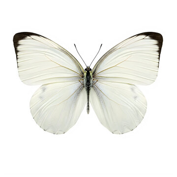 A white butterfly with black tips on its wings isolated on white background