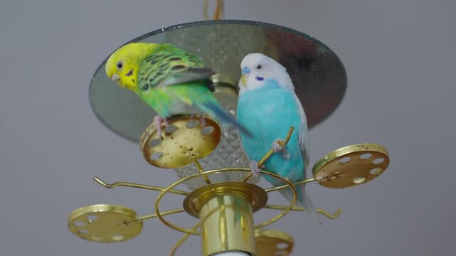 Pair Of Birds. Two Parrots Share Cozy Perch. Cuddling Budgerigars Perched On Golden Fixture. Pair Of Vibrant Parrots Snuggle Together On Decorative Chandelier Perch In Warm Home Setting