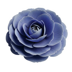 Obraz premium A large blue flower with many petals isolated on white background