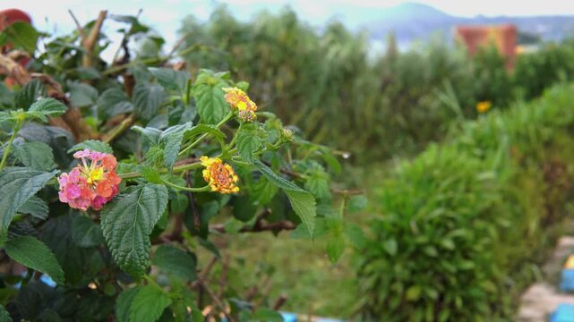 Lantana Camara Flowers with Morning Dew in Nature