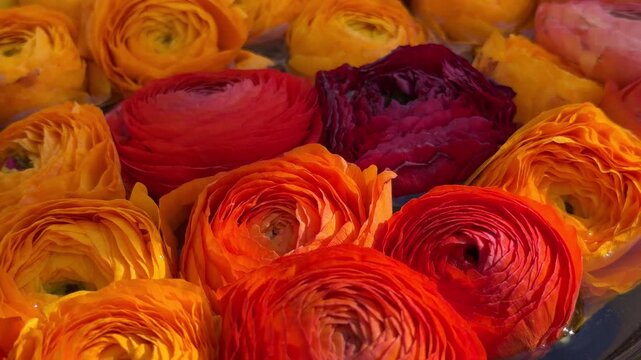 Ranunculus flowers buttercups bright red, orange and yellow petals.