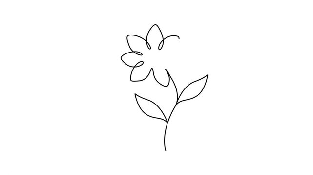 Animated Continuous line drawing of daisy-style flowers