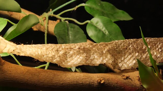 Shed snake skin remains hanging on tree branch amongst green leaves.