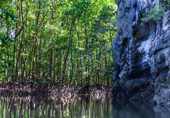 Obraz premium Koh Tarutao, Thailand. Kayaking through mangroves in a tropical marine park. Lush greenery and rocky shoreline.
