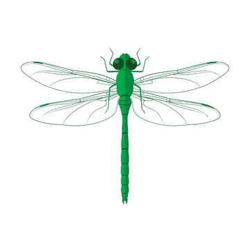 Green Dragonfly Insect Illustration Isolated On White Background.