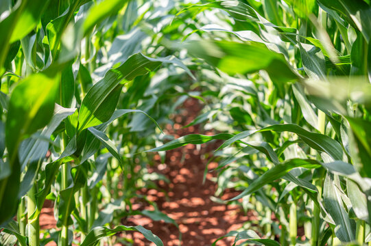 Vibrant Green Corn Field Rows, Sustainable Agriculture and Commercial Maize Farming Concept.