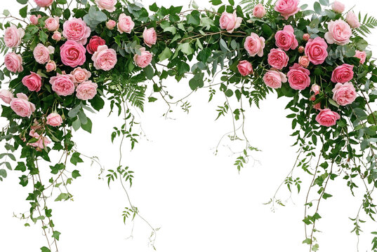 Romantic pink rose floral arch with lush green ivy, elegant wedding flower border, decorative botanical frame for celebration invitations isolated PNG with Transparent Background