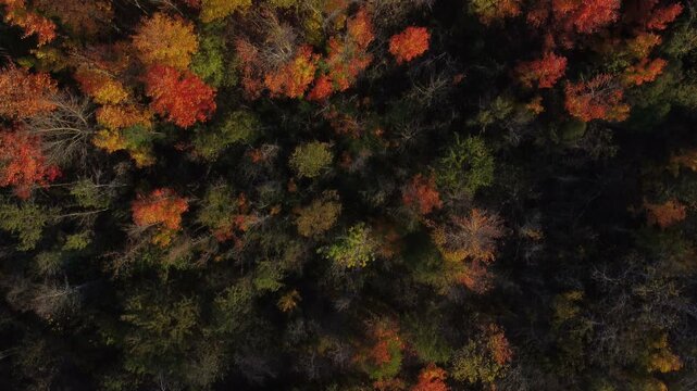 Aerial shot during autumn foliage with colorful fall leaves on the trees, looking down over Caledon, a rural agricultural area in Ontario, Canada.