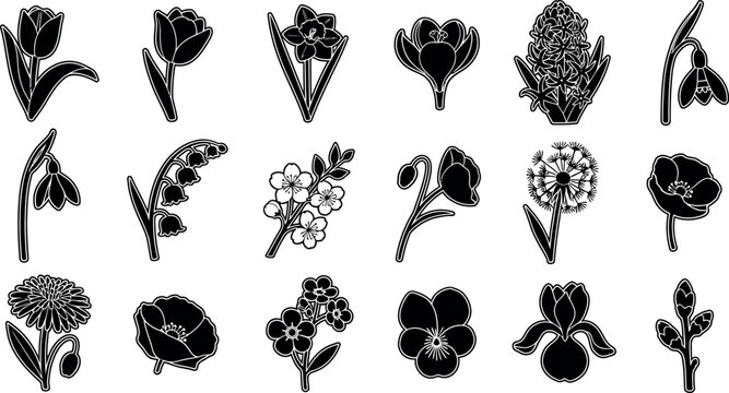 Collection of black and white flower on white background tulip daffodil crocus