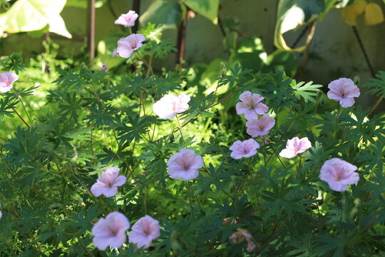 Light Pink Flowers Of Striated Cranesbill